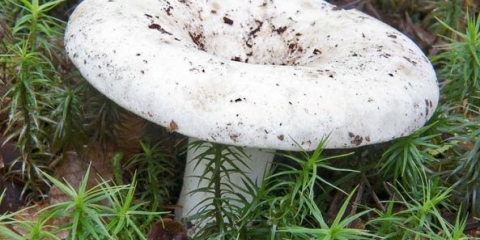 Ukiseljene, slane mliječne gljive: koristi i štete, kalorije, sastav